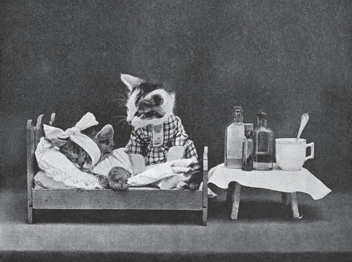 LOLcats от викторианского фотографа Harry Whittier Frees