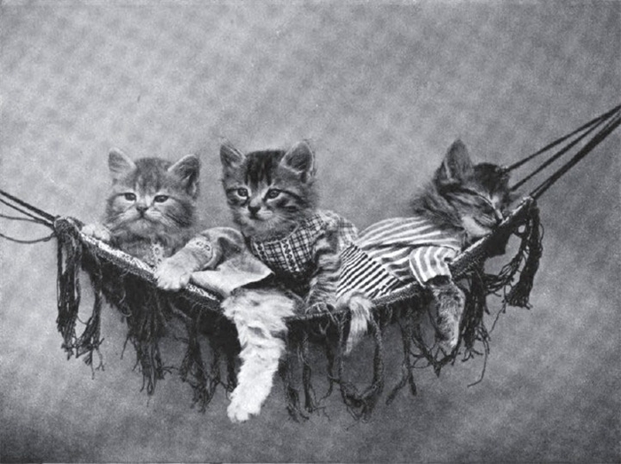 LOLcats от викторианского фотографа Harry Whittier Frees