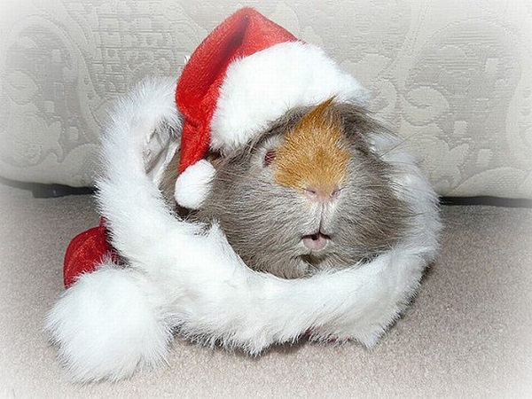 Funny-Christmas-animals11 (600x450, 111Kb)