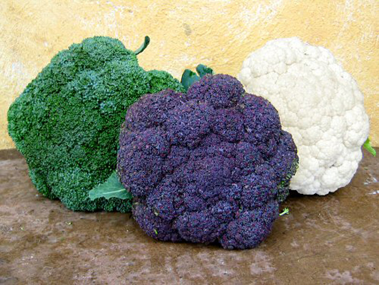 fal2007_broccoli_vs_cauliflower (550x413, 214Kb)