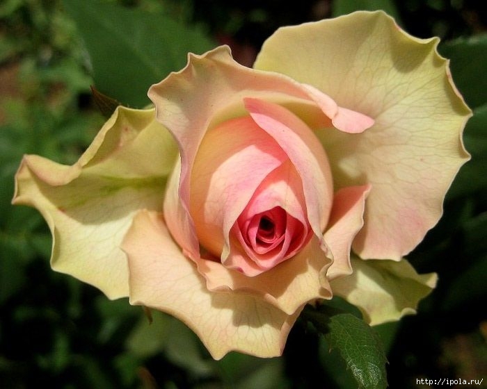 1339330698_rose_48 (700x560, 171Kb)