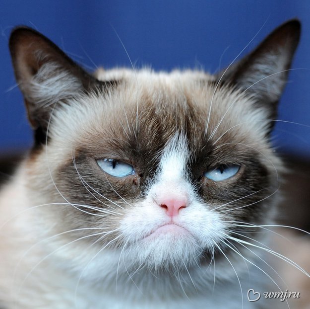 108247738_ogrumpycatfacebook.jpg