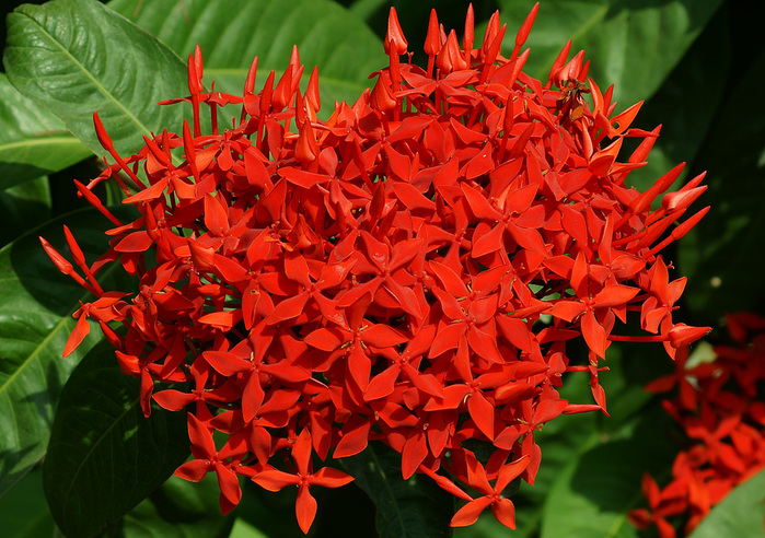 Цветы красного цвета Ixora-casei-bright-red (700x492, 213Kb)
