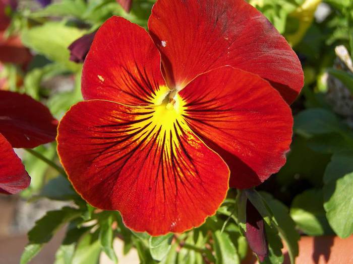 Цветы красного цвета viola-pansy-red-flower (700x525, 51Kb)