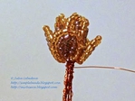  beaded-pinecone-13 (320x240, 40Kb)