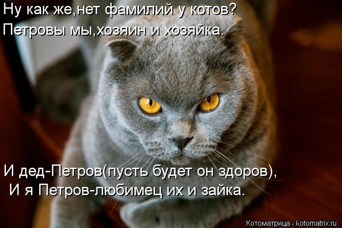 Новогодняя котоматрица kotomatritsa_GS (700x465, 209Kb)