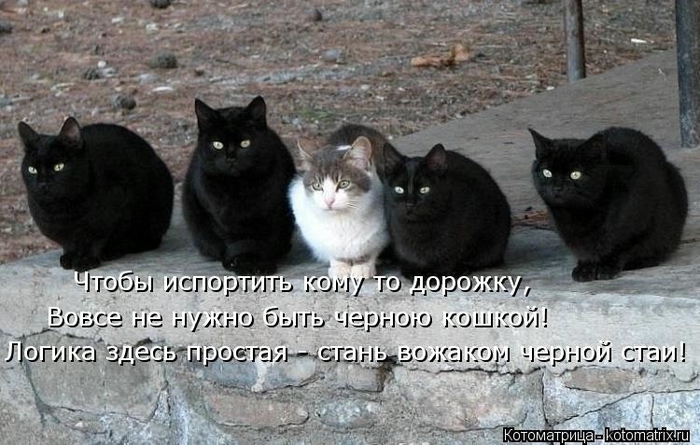Новогодняя котоматрица kotomatritsa_Ip (700x445, 235Kb)