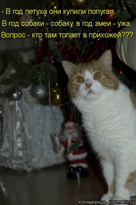 Новогодняя котоматрица kotomatritsa_wy (464x700, 193Kb)