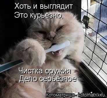 Новогодняя котоматрица kotomatritsa_zUl (369x338, 65Kb)