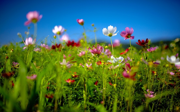 3491107_0_8ad28_4e5843e8_orig (700x437, 247Kb)