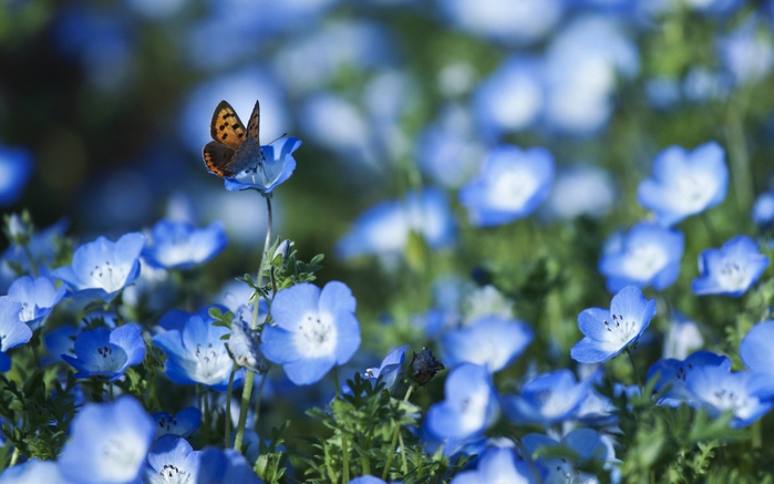 3491107_0_8ad32_80ff0c6b_orig (700x437, 208Kb)