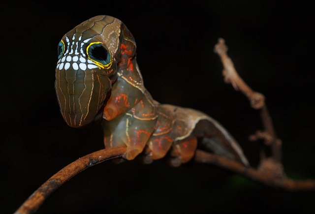 Phyllodes Imperialis 6 (640x435, 175Kb)
