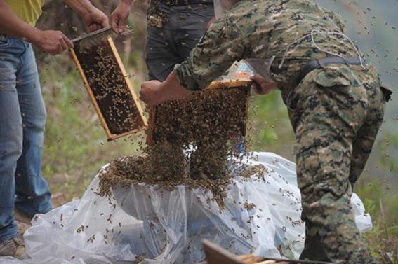 Китаец установил рекорд с 460 тысячами пчел и минимумом укусов