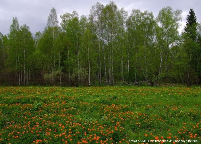 Фото лесных цветов западной сибири Фото лесных цветов западной сибири