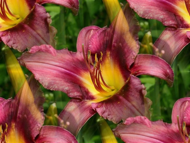 Nature___Flowers_Pink_Lily_041655_29 (640x480, 67Kb)
