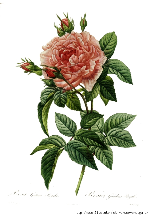 Redoute_-_Rosa_gallica_regalis (488x700, 183Kb)