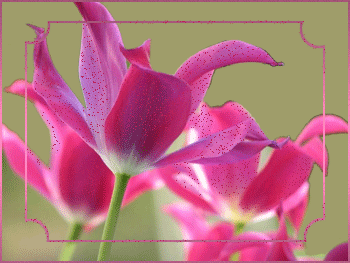 Розовые-тюльпаны (350x263, 69Kb)