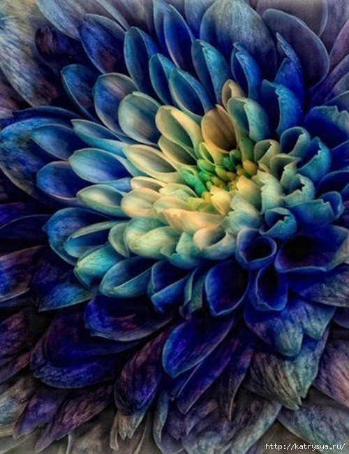 ff2rAFo6JQ4 (500x650, 199Kb)