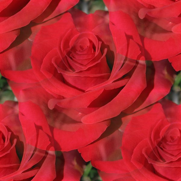 Rosa_Red_Chateau01 (600x600, 50Kb)