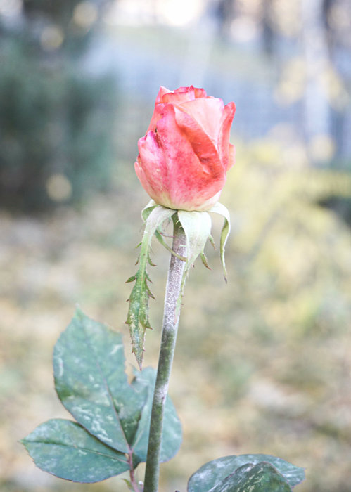2 (499x700, 56Kb)