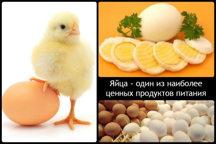 5320643_1413652896_yaycaodiniznaiboleecennyhproduktovpitaniya1024x683 (700x466, 62Kb)