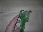  DSCN3955 (700x525, 368Kb)