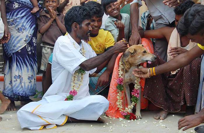 Для чего мужчина женился на собаке в Индии? Свадьбы людей и животных