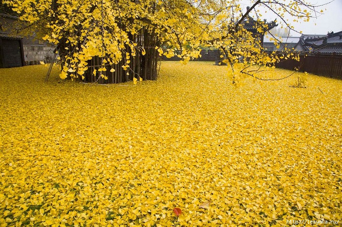 3925073_gingko1 (700x466, 453Kb)