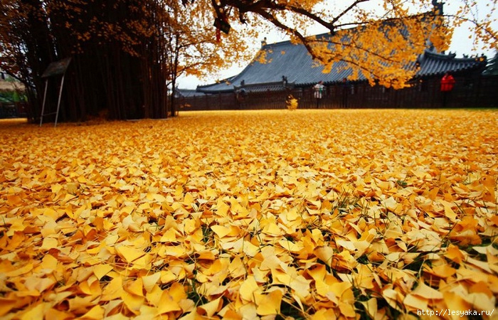 3925073_gingko3 (700x450, 344Kb)