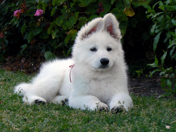 cute-white-shepherd-dog-photo (700x525, 393Kb)