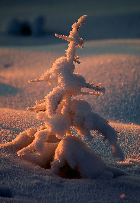 3303834_winter_1 (484x700, 83Kb)