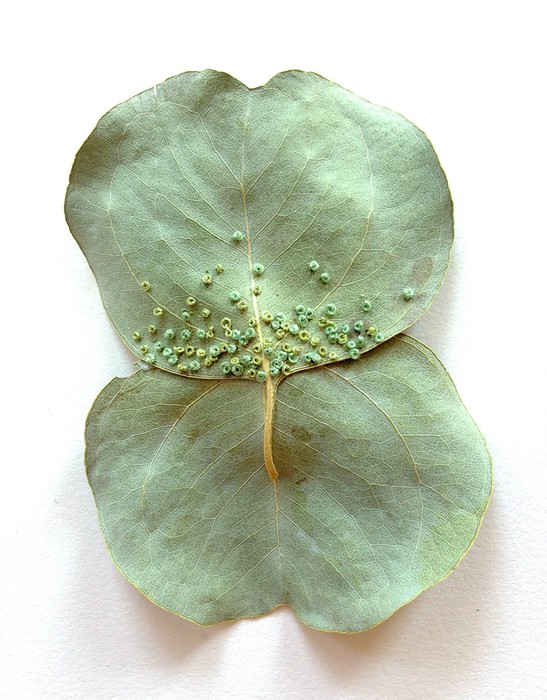 Художница Хиллари Фейл вышивает на листьях растений
