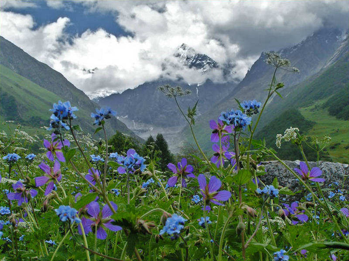950_Valley_of_flowers_Himalaya (7) (700x525, 505Kb)