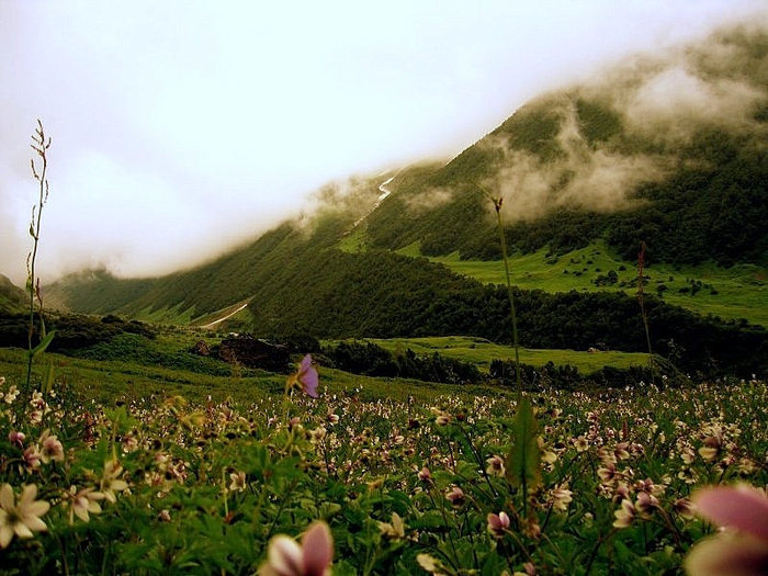 950_Valley_of_flowers_Himalaya (9) (700x525, 444Kb)