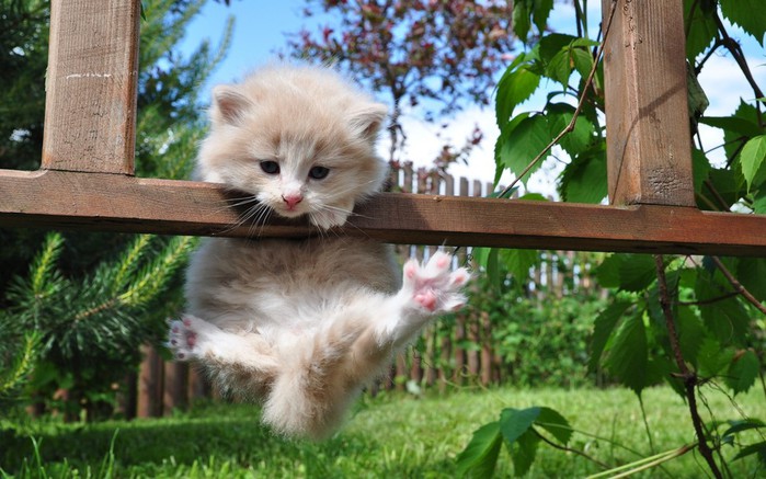 ninjacats29 (700x437, 98Kb)
