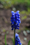 Превью DSC01723 (465x700, 193Kb)
