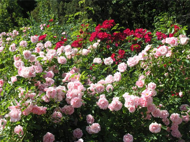 1462435028_3 (640x480, 124Kb)
