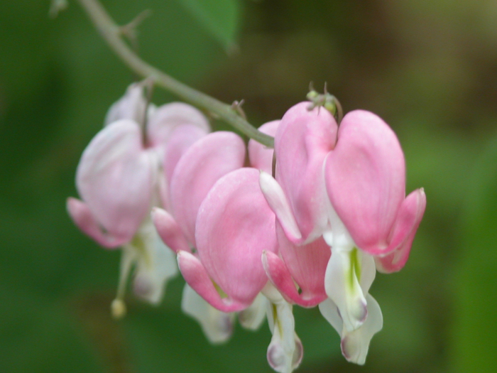 Dicentra4 (700x525, 360Kb)