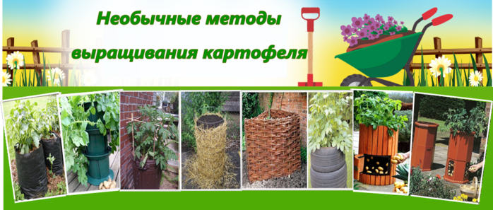 Метод выращивания картофеля столярный 38