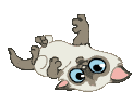 РєРѕС€РєР° Р»Р°РїРѕР№ (122x85, 12Kb)