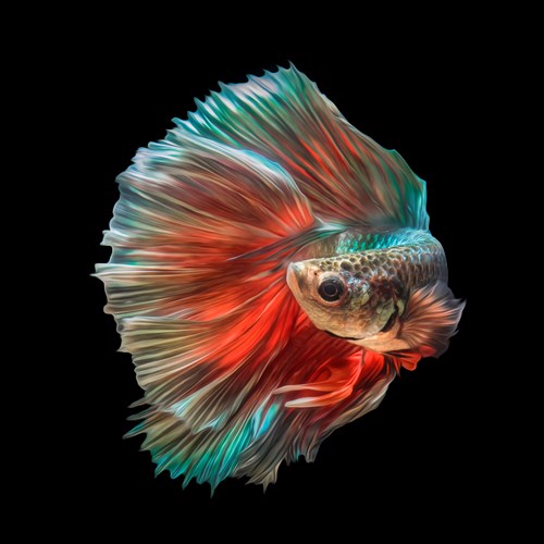 Fish Visarute Angkatavanich11 (500x500, 136Kb)