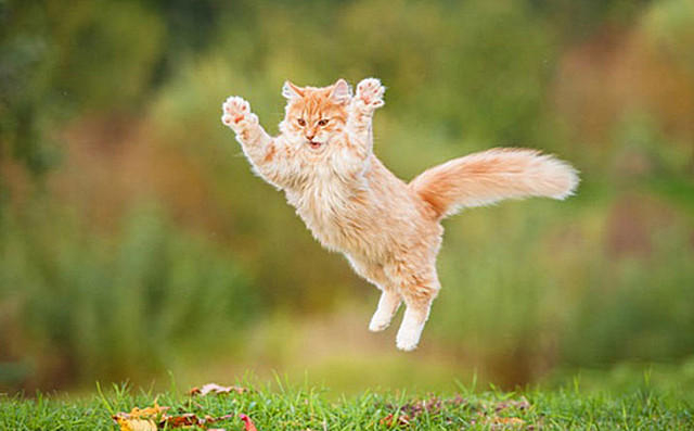 Кот летает34 (640x397, 134Kb)