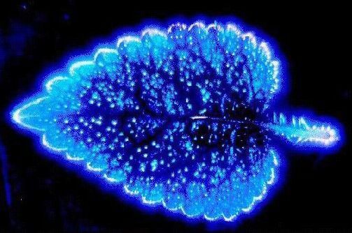 5676437_2s9FNxyiQk (503x334, 41Kb)