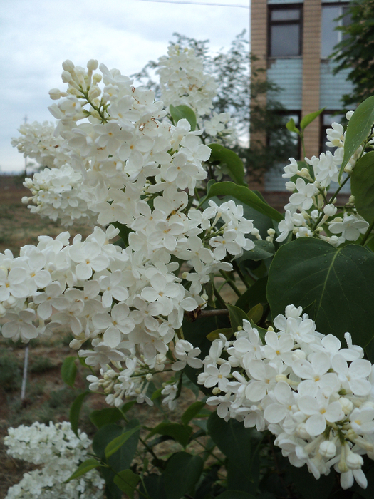 DSC04245 (525x700, 468Kb)