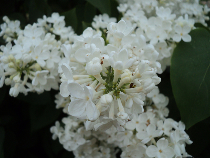 DSC04247 (700x525, 364Kb)