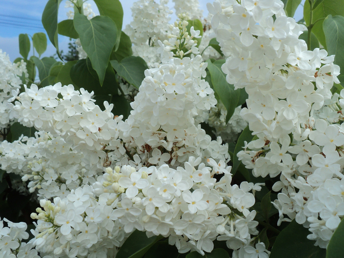 DSC04253 (700x525, 483Kb)