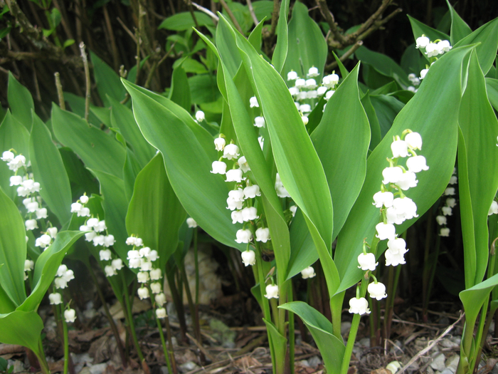 convallaria majalis_ (700x525, 481Kb)