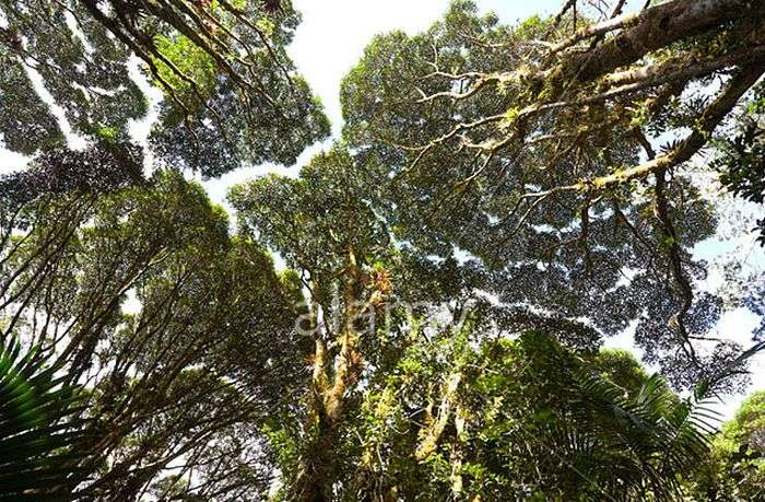 1442428053_crown_shyness_03 (700x459, 491Kb)