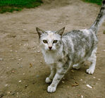 Превью _монастырская кошка (525x489, 234Kb)