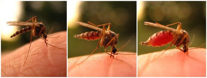 Почему комары кусают и почему их укусы чешутся